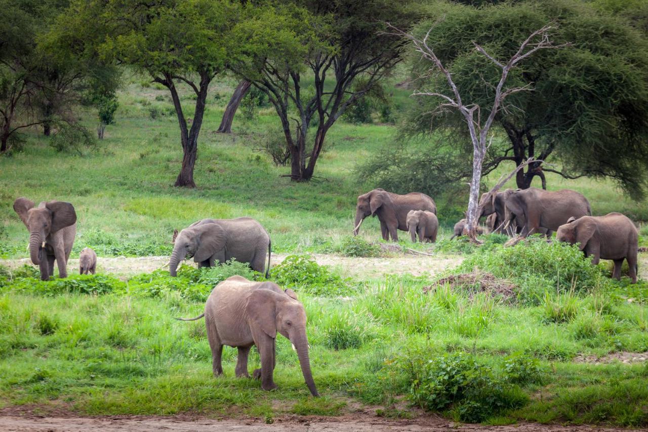 Baobab Tented Camp Kwa Kuchinia Exterior foto